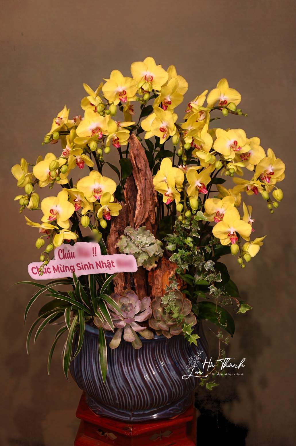 Chậu Lan Hồ Điệp Vàng Hoàng Kim – Khởi Đầu Thịnh Vượng Tại Lan Hà Thành